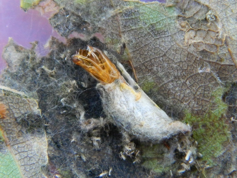 Schifezzuolidae: Gypsonoma minutana, Tortricidae